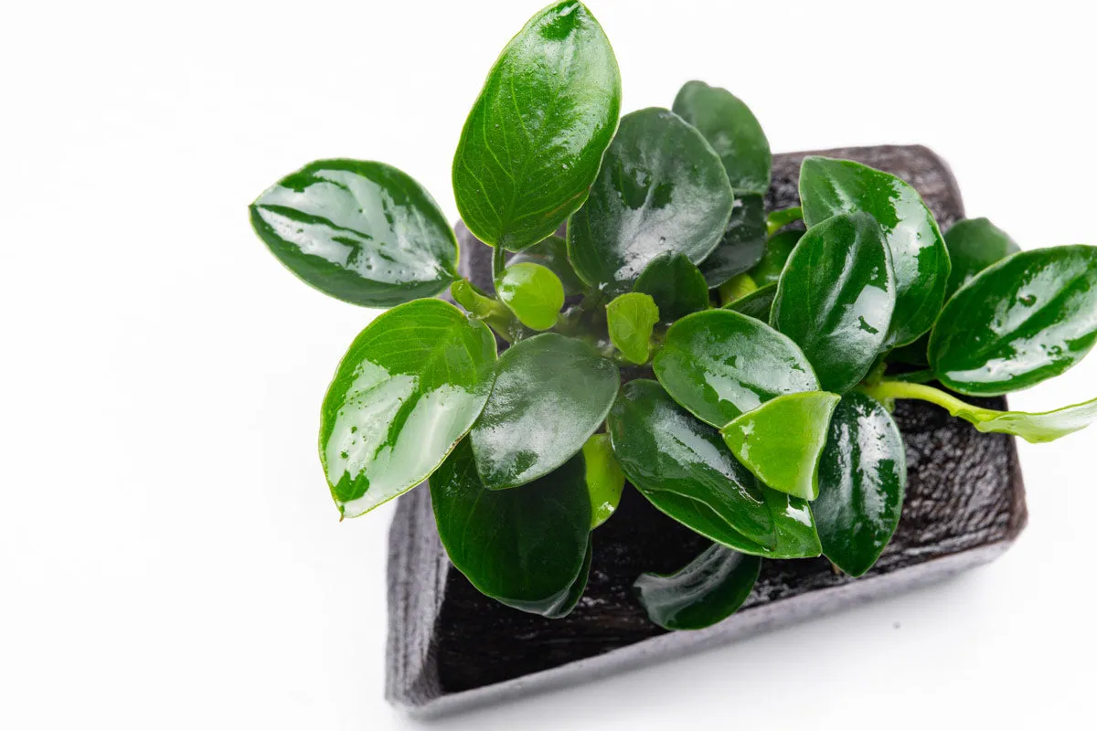 Anubias Nana Petite Driftwood