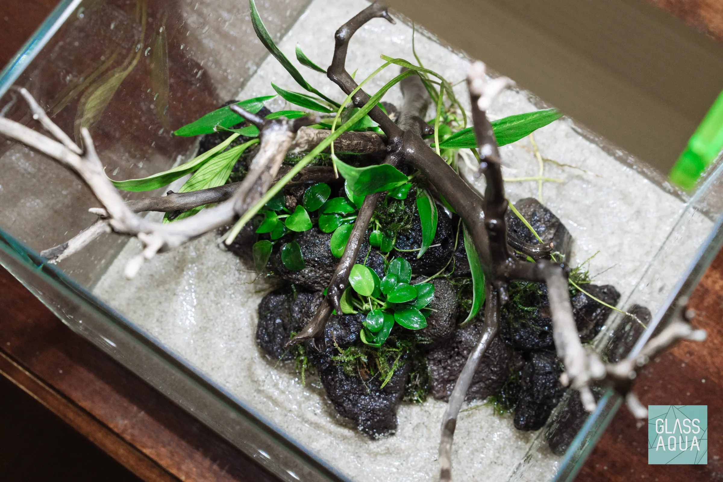 Anubias Nana Petite Driftwood