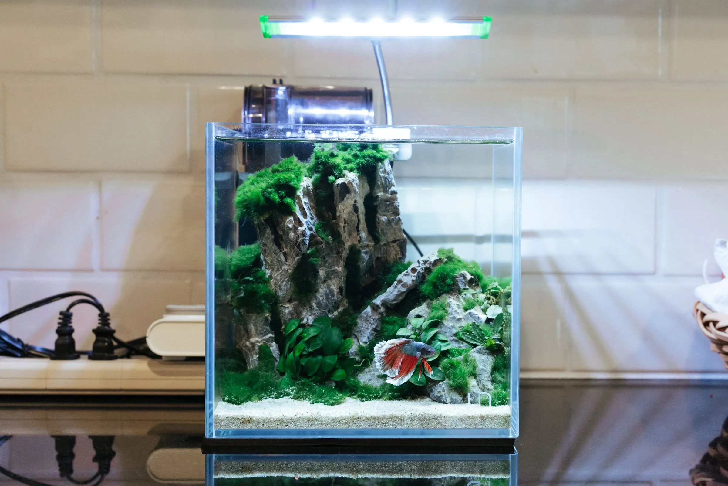 Anubias Nana Petite Driftwood
