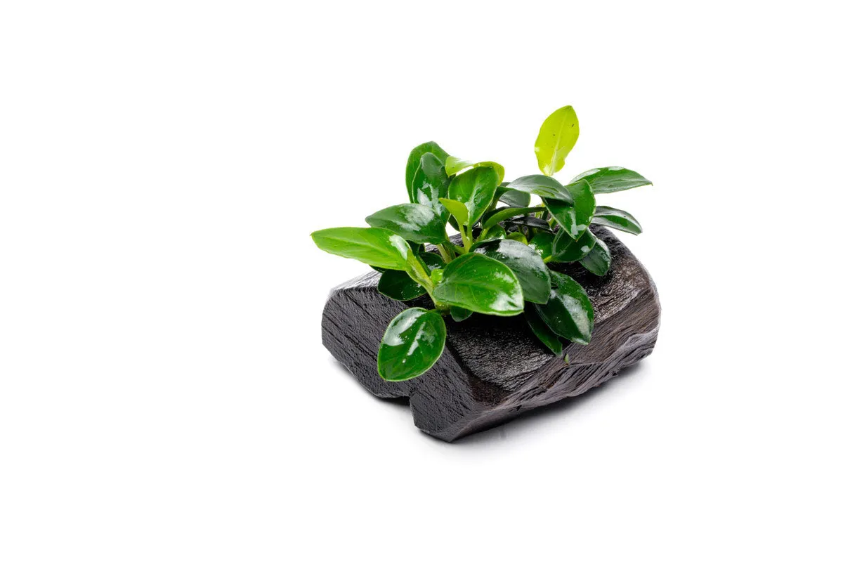 Anubias Nana Petite Driftwood