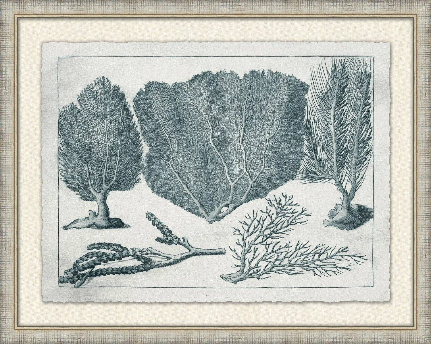 Aquatic Specimens Framed Wall Art