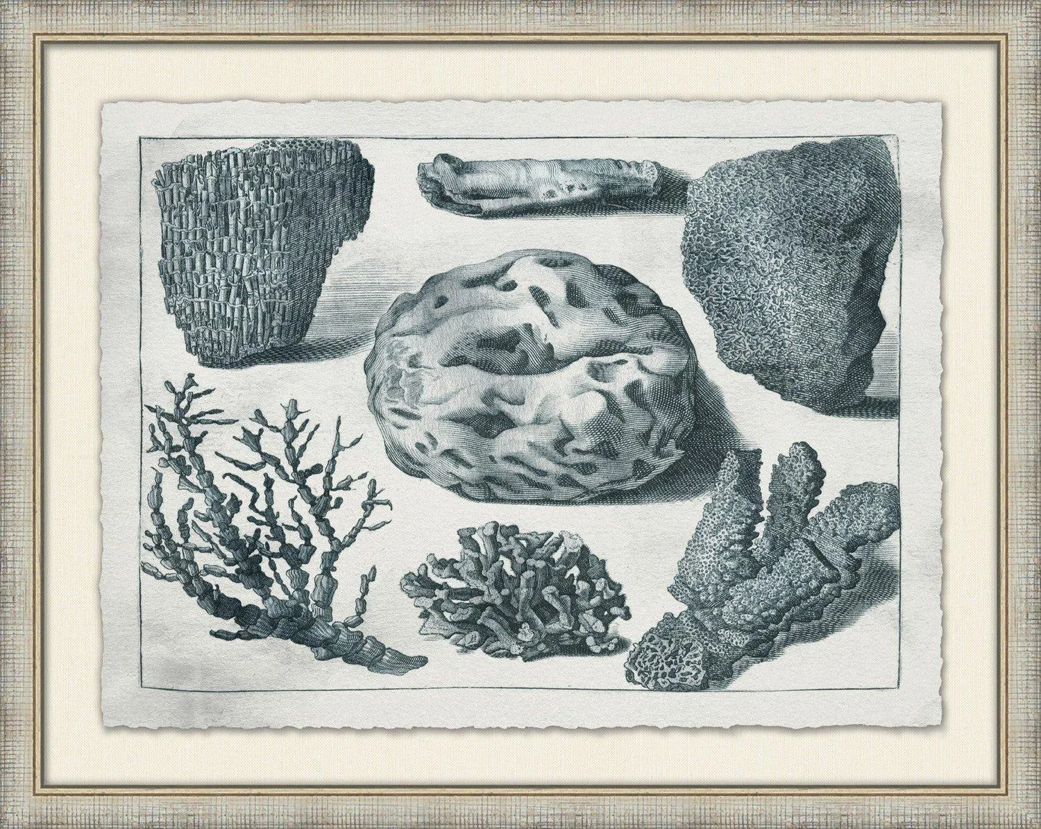 Aquatic Specimens Framed Wall Art