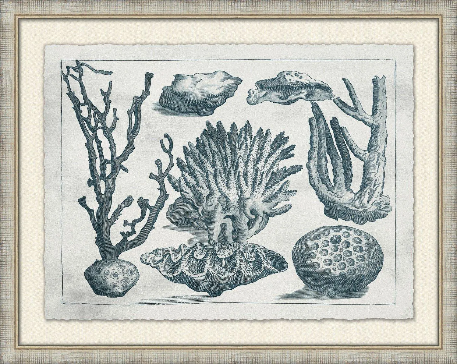 Aquatic Specimens Framed Wall Art