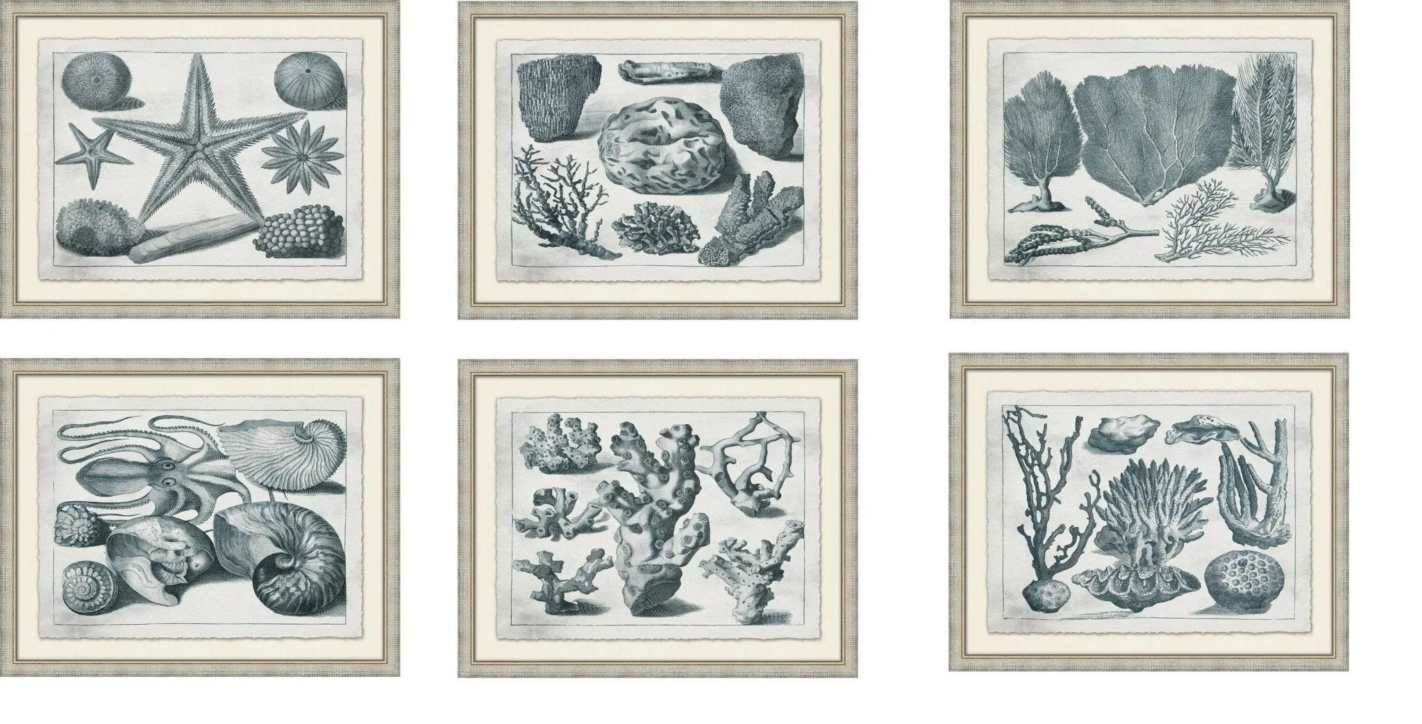 Aquatic Specimens Framed Wall Art