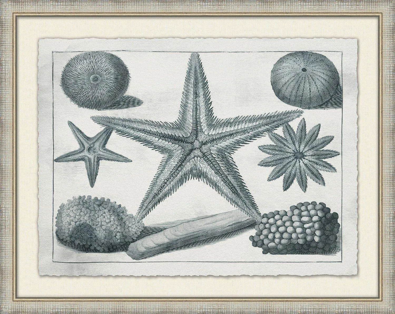 Aquatic Specimens Framed Wall Art