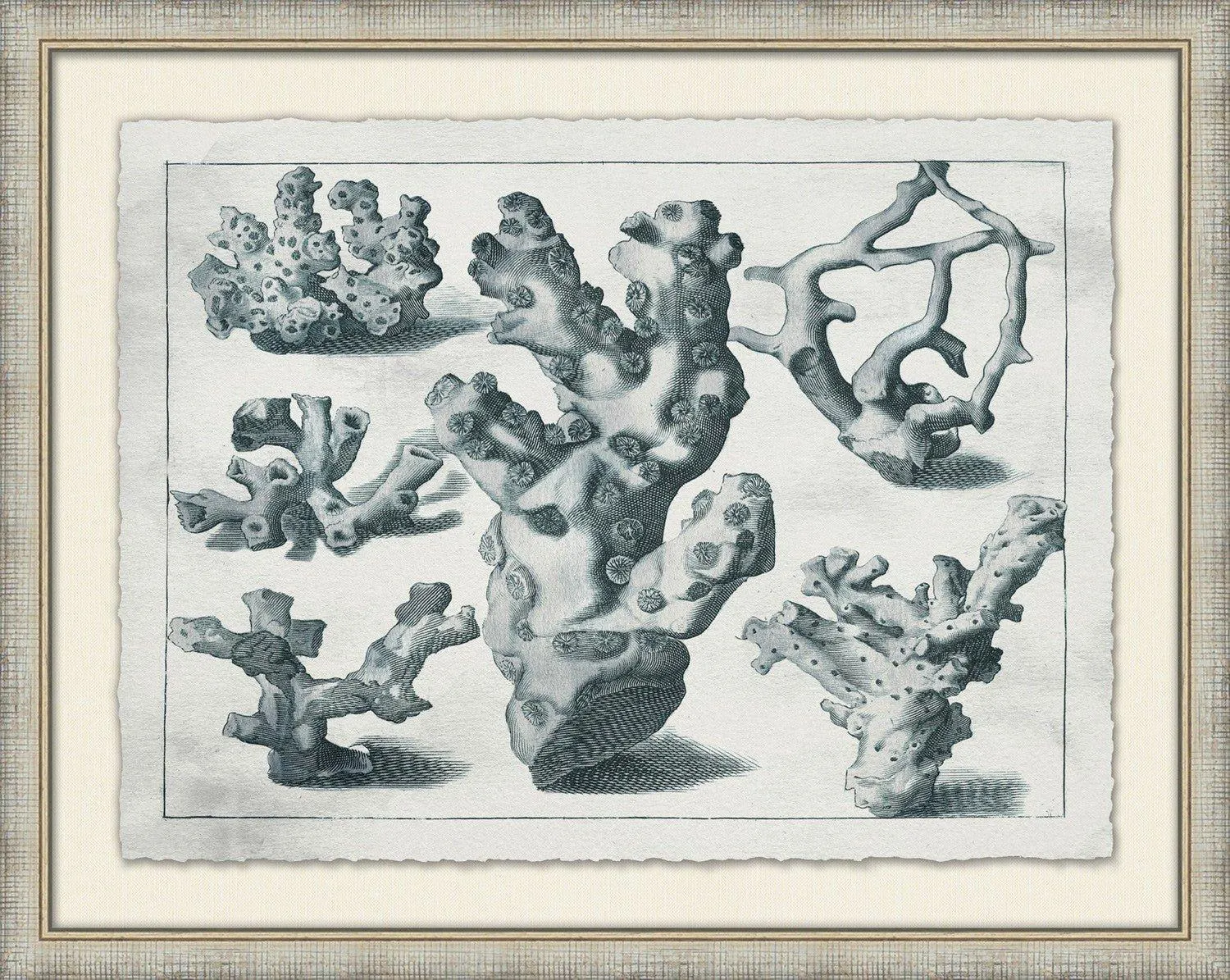 Aquatic Specimens Framed Wall Art
