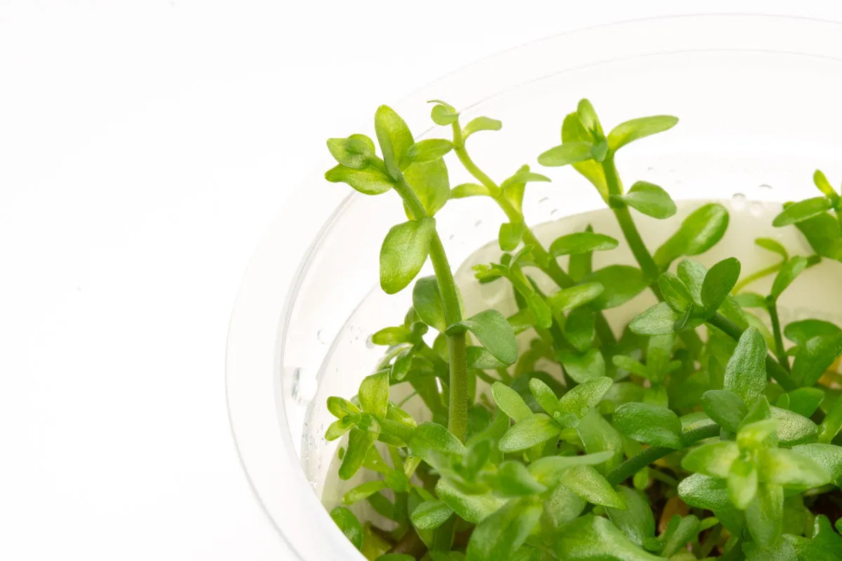 Bacopa Caroliniana Tissue Culture