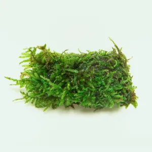 Christmas Moss Decor Block