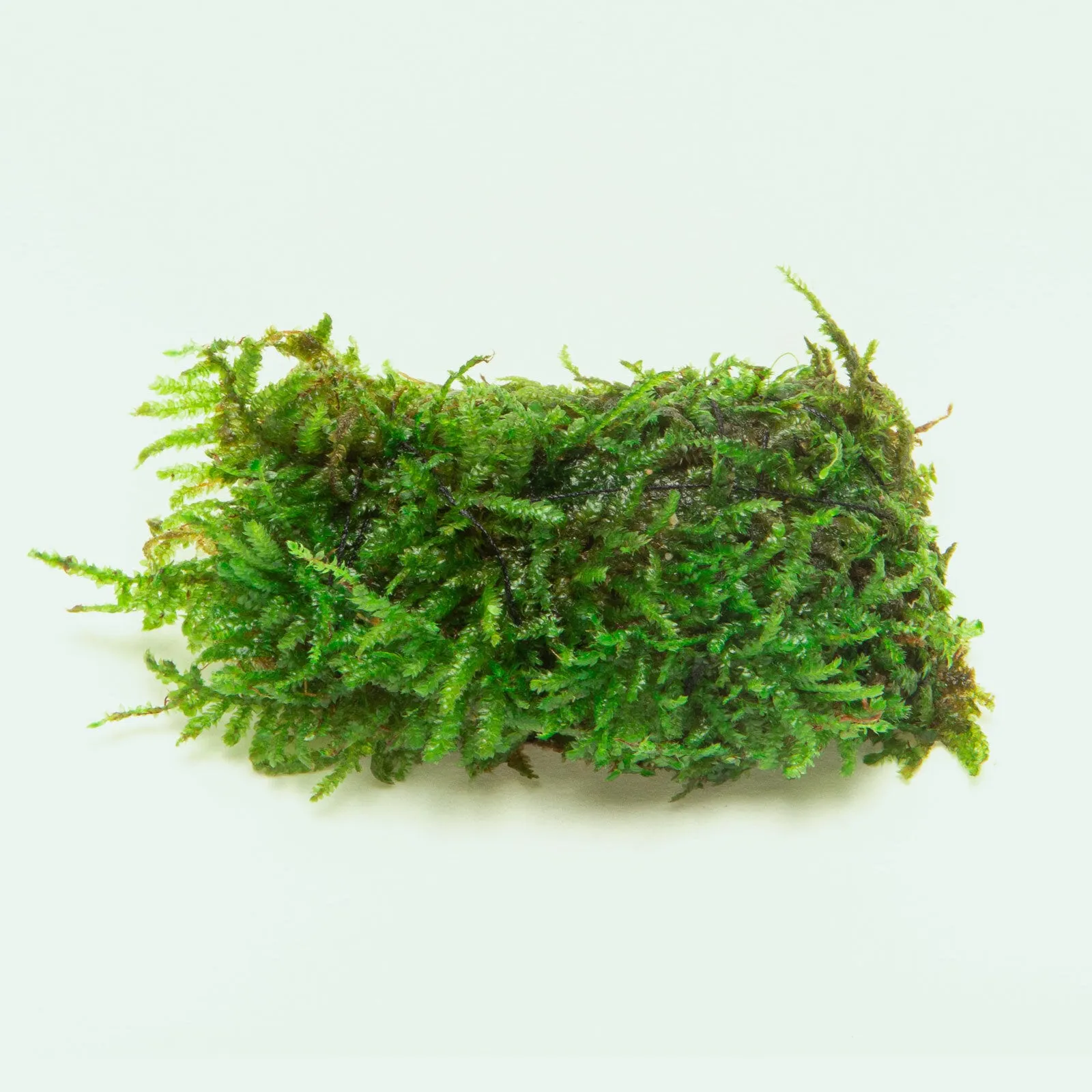 Christmas Moss Decor Block