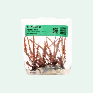 Cryptocoryne Albida Red Tissue Culture
