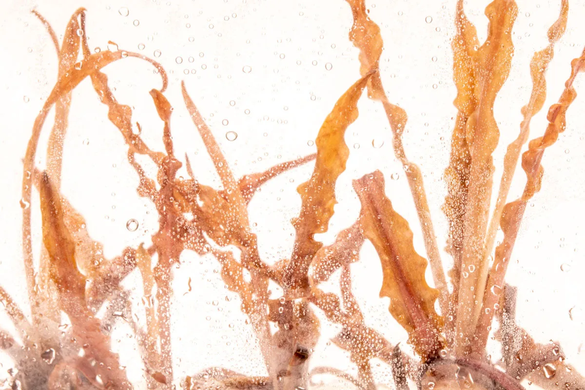 Cryptocoryne Albida Red Tissue Culture