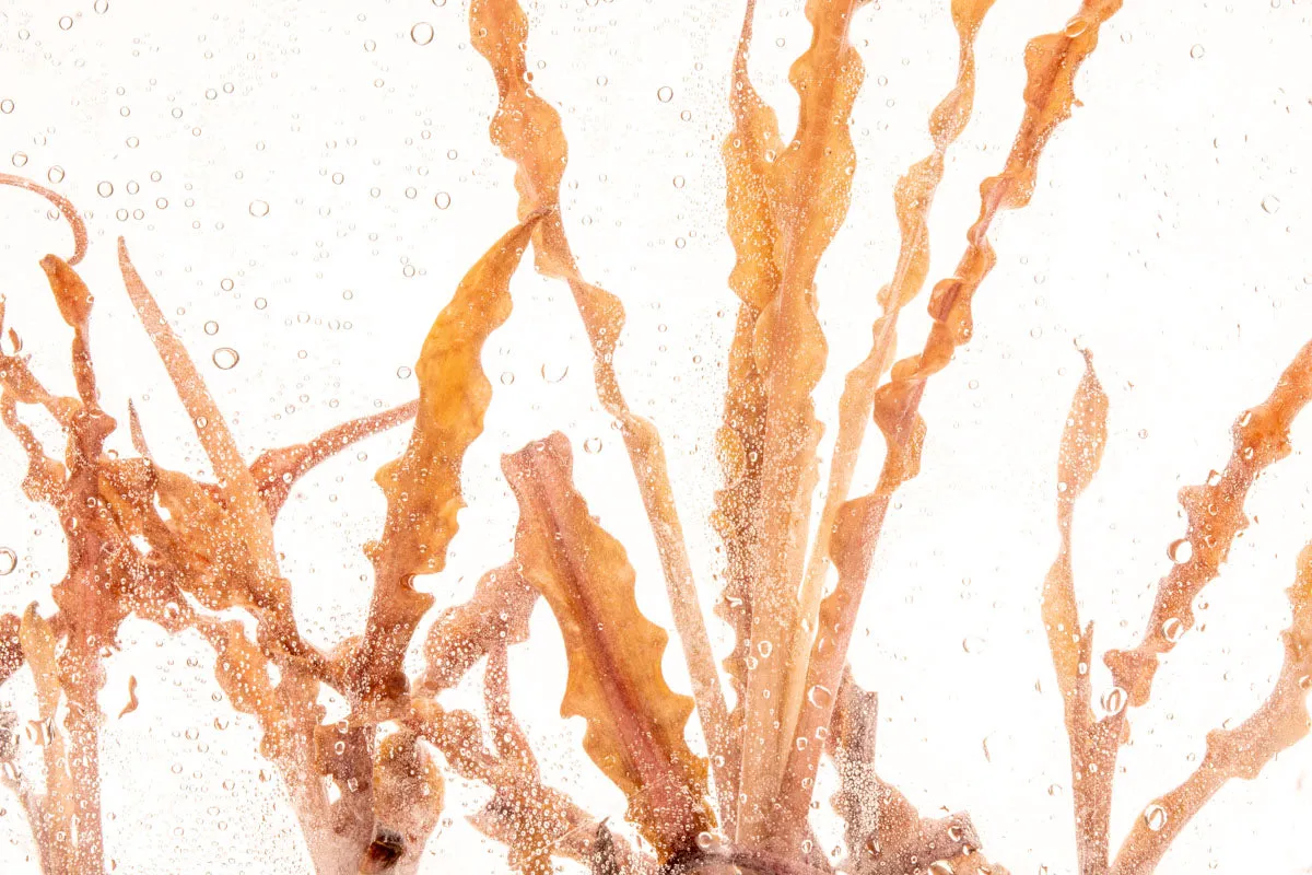 Cryptocoryne Albida Red Tissue Culture