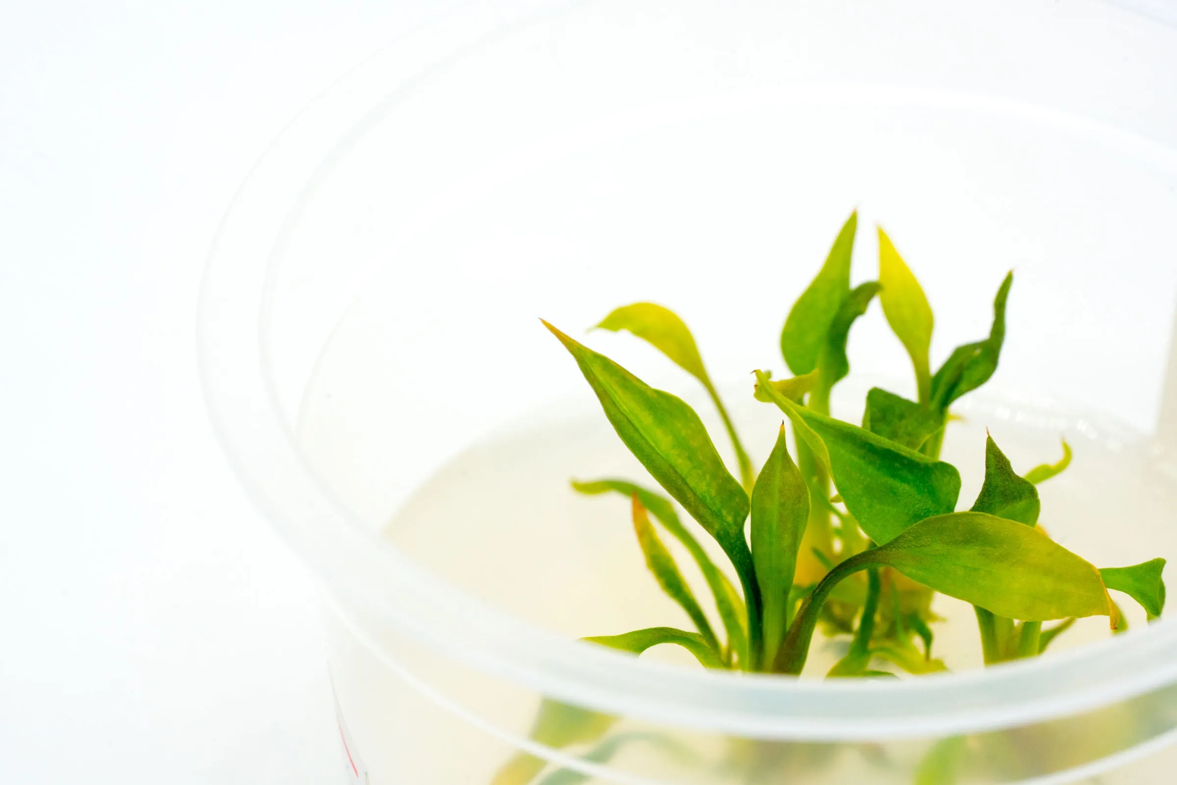 Cryptocoryne Pontederiifolia Tissue Culture