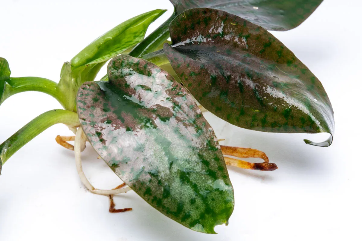Cryptocoryne Silver Queen