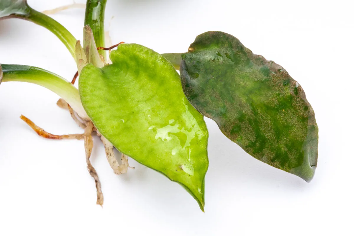 Cryptocoryne Silver Queen