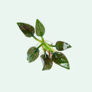 Cryptocoryne Silver Queen