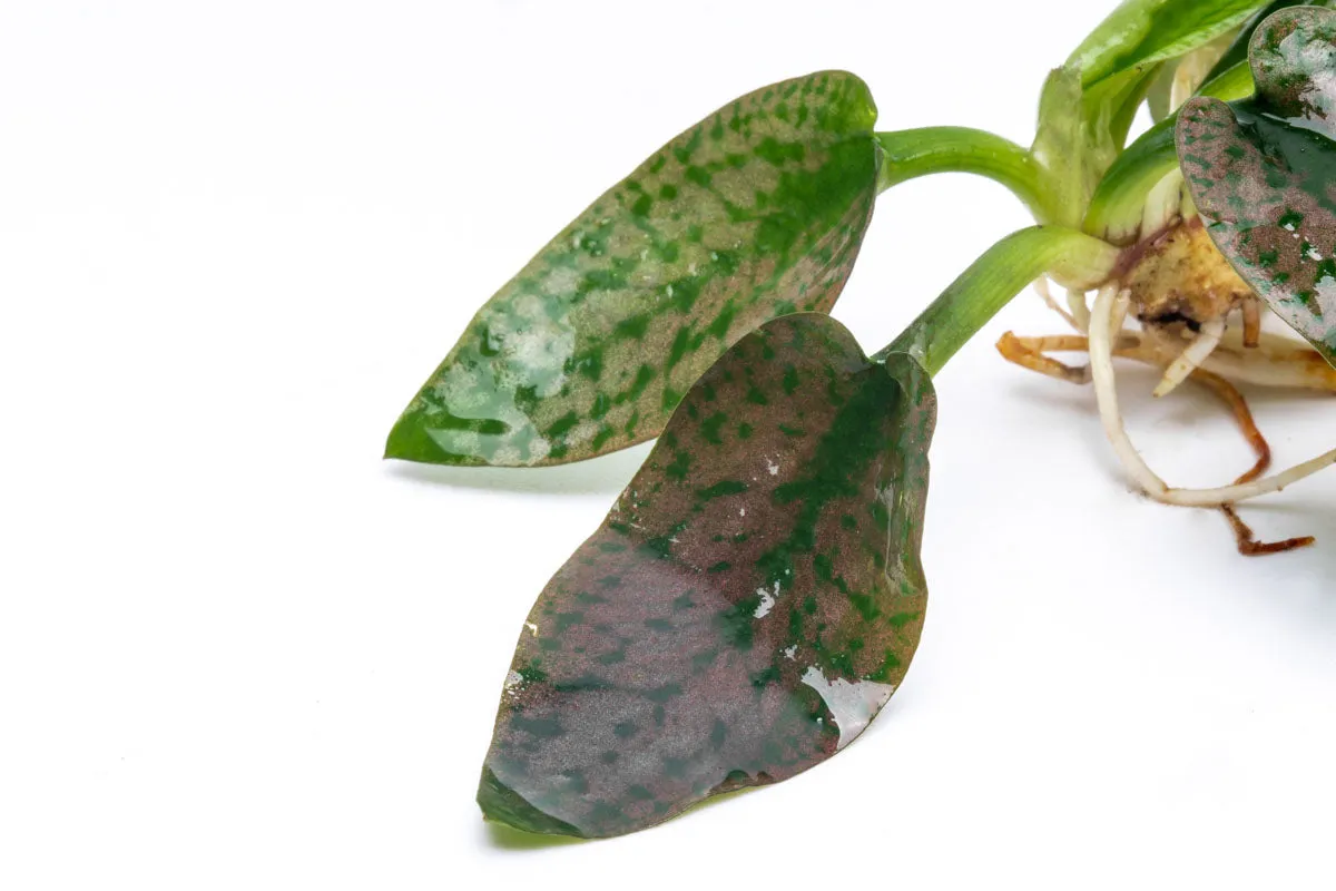 Cryptocoryne Silver Queen