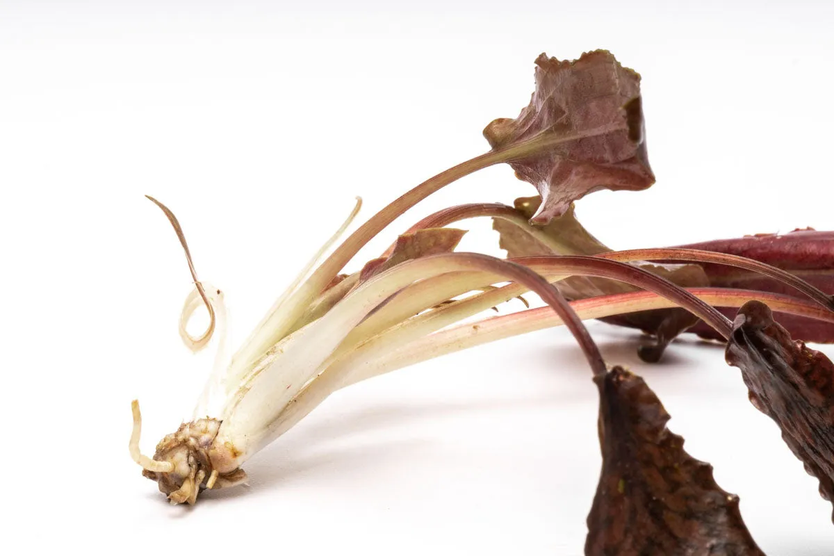 Cryptocoryne Striolata