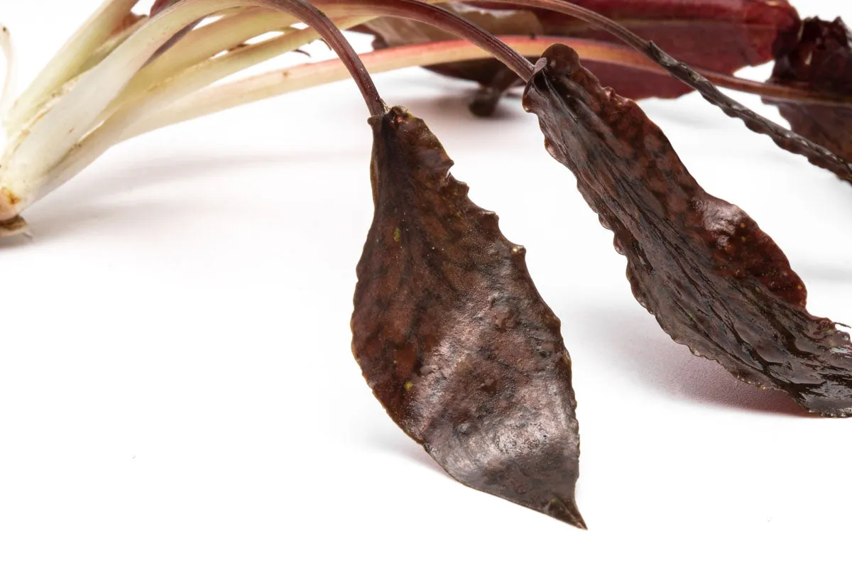 Cryptocoryne Striolata