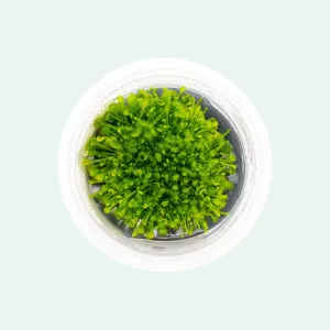 Drosera Rotundifolia
