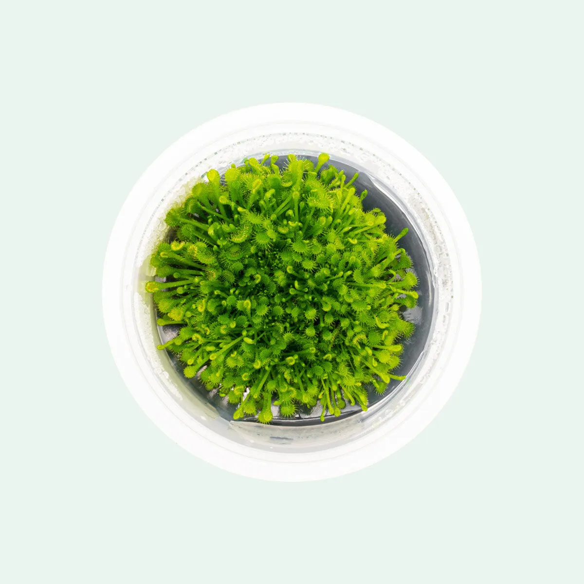Drosera Rotundifolia