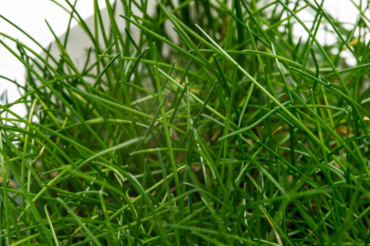 Eleocharis Belem