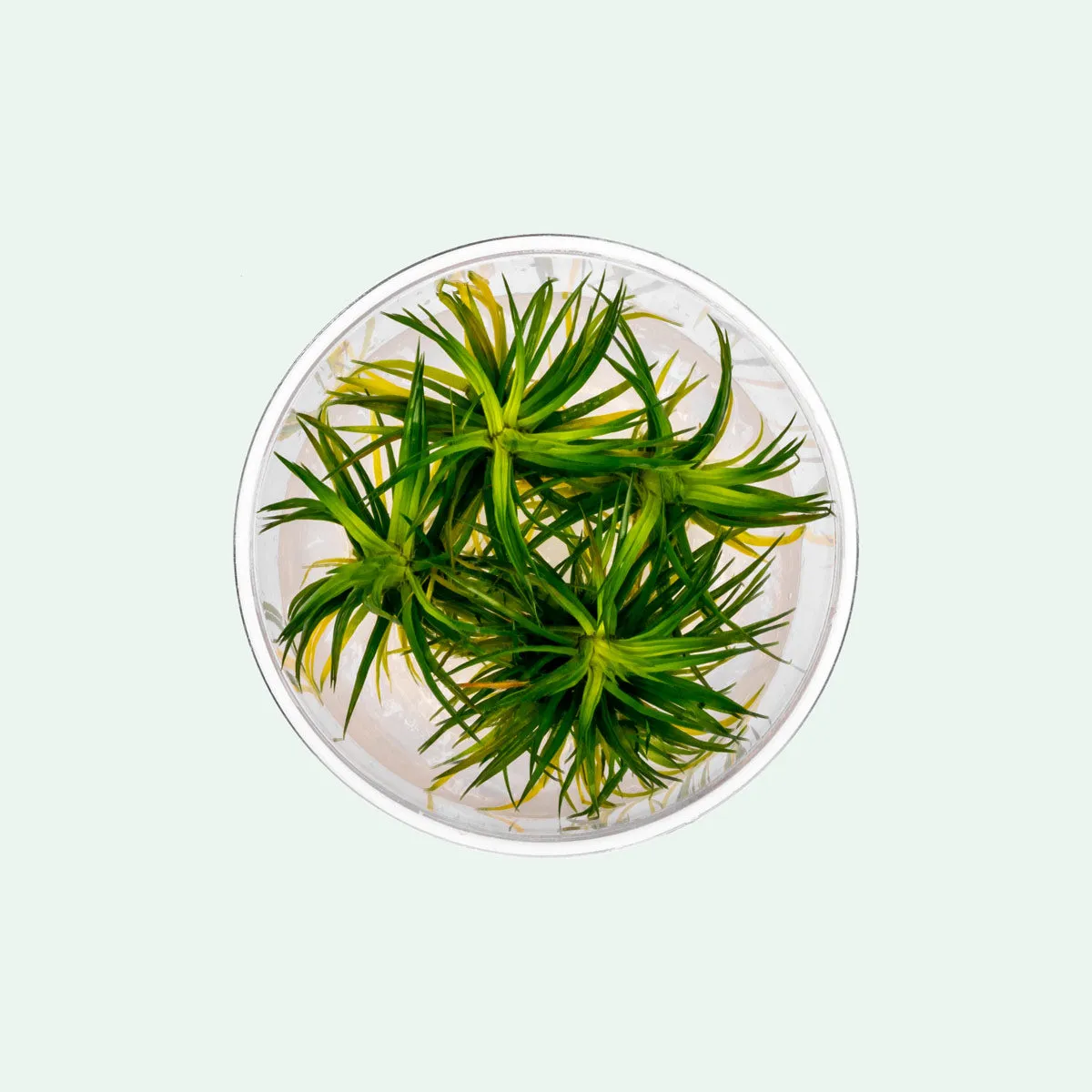 Eriocaulon Cinereum