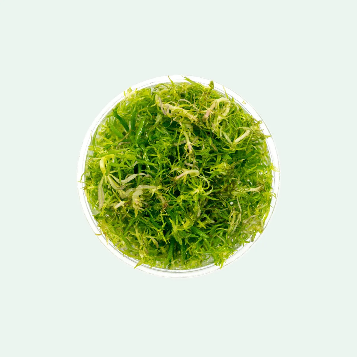 Eusteralis Stellata