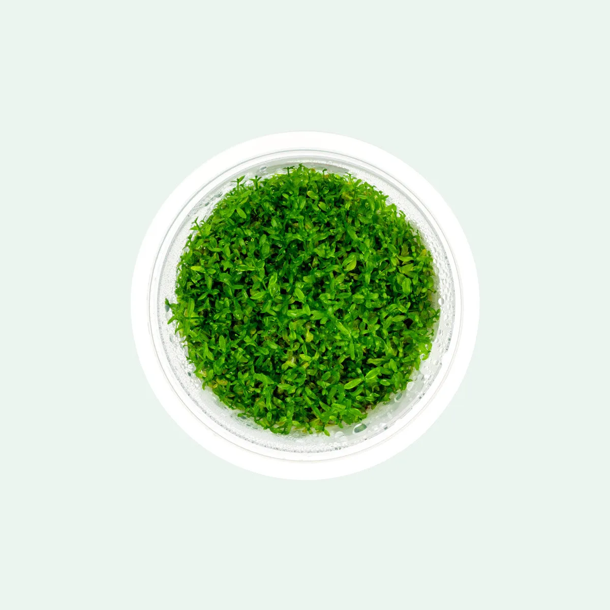 Hemianthus Micranthemoides Tissue Culture