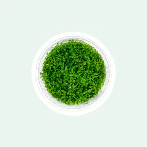 Hemianthus Micranthemoides Tissue Culture