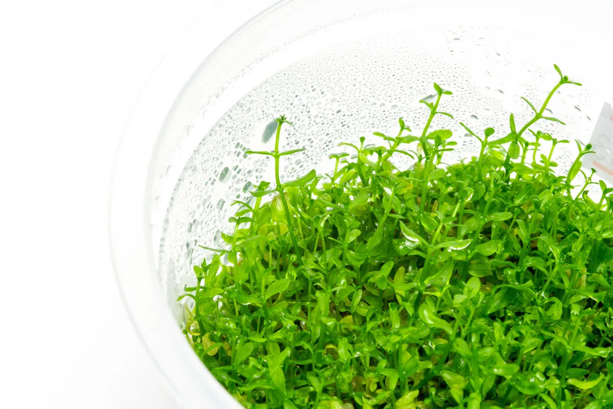 Hemianthus Micranthemoides Tissue Culture