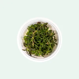 Limnophila Aromatica Tissue Culture