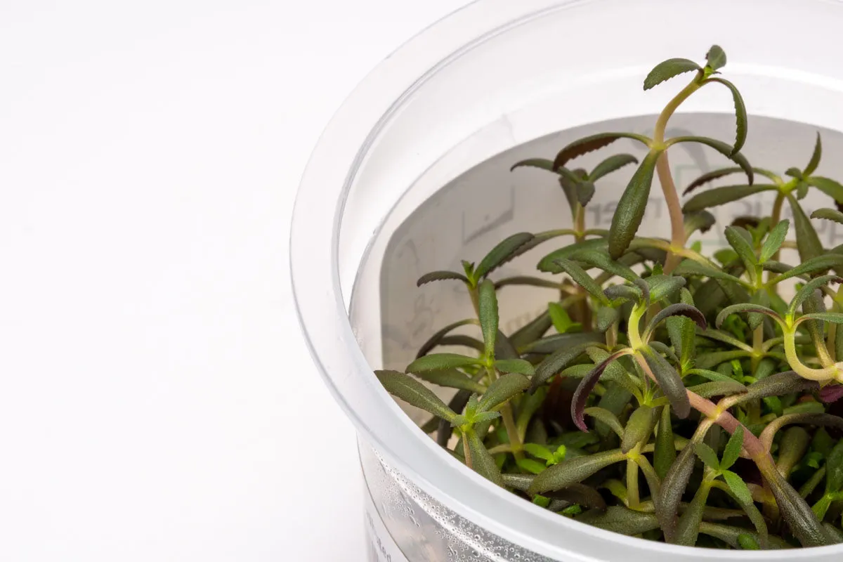 Limnophila Aromatica Tissue Culture