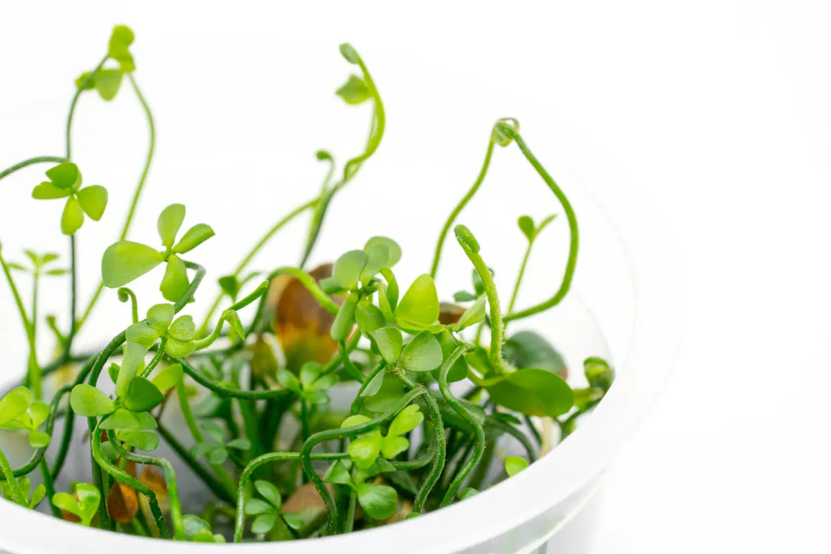 Marsilea Angustifolia