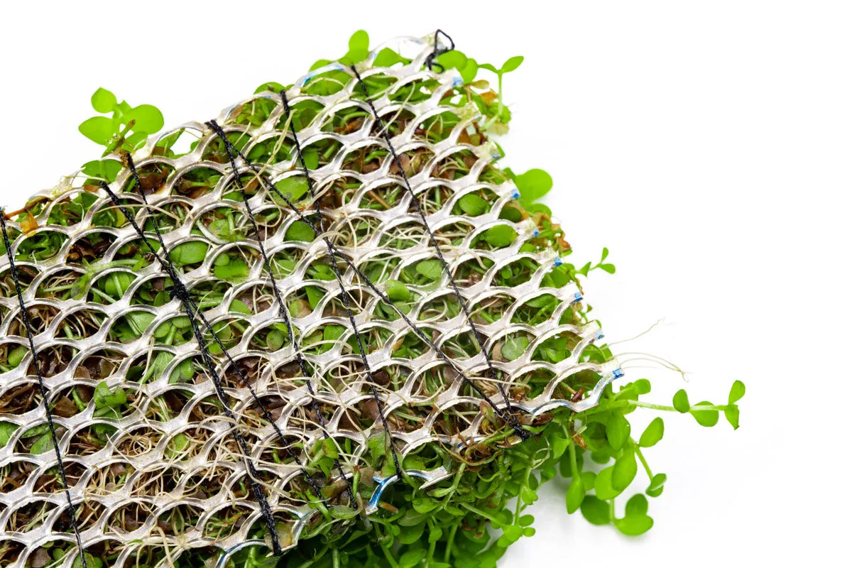 Micranthemum Monte Carlo - Stainless Steel Mat