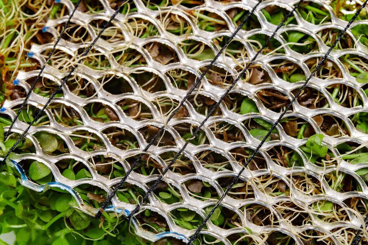 Micranthemum Monte Carlo - Stainless Steel Mat