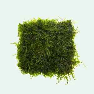 Mini Christmas Moss Large Mat