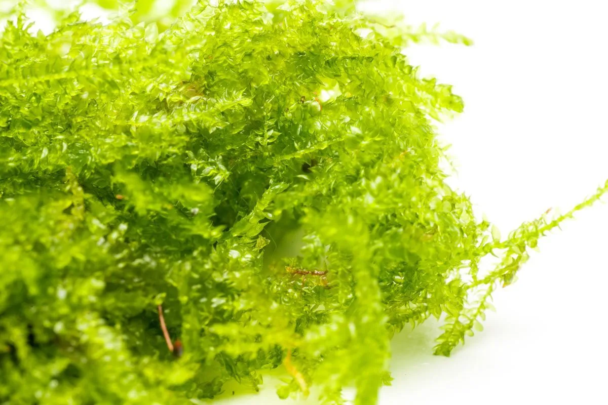 Mini Christmas Moss Large Mat